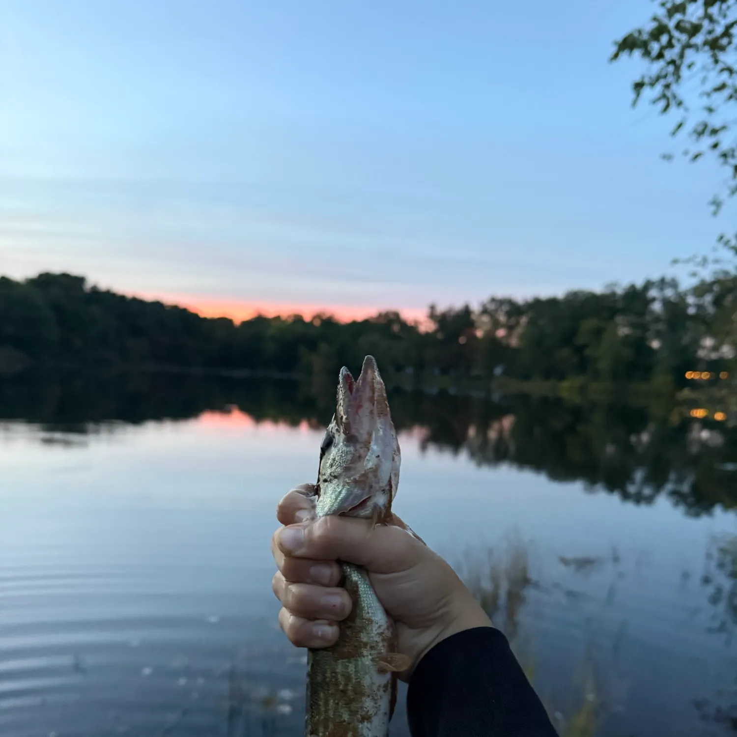 Chain pickerel caught on Fishbrain