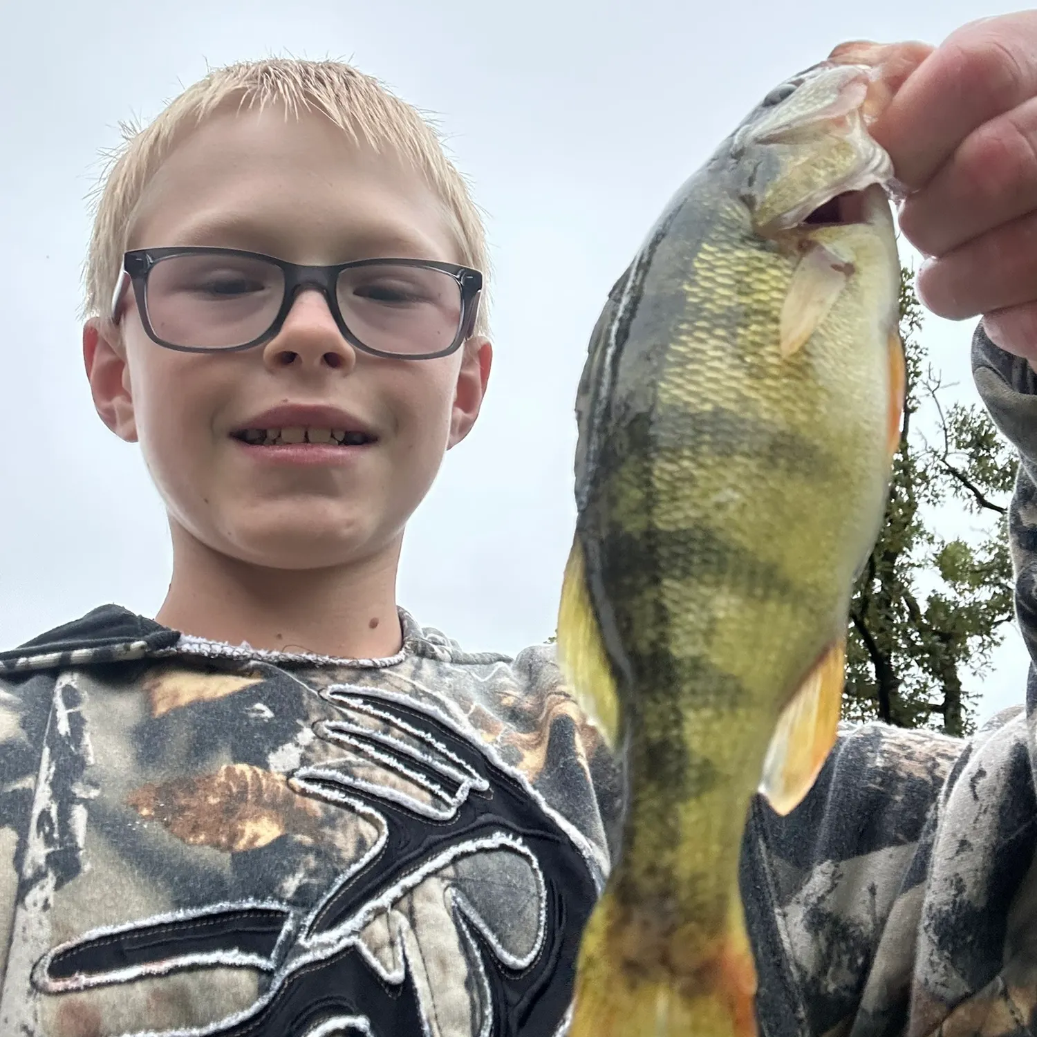 Yellow perch caught on Fishbrain