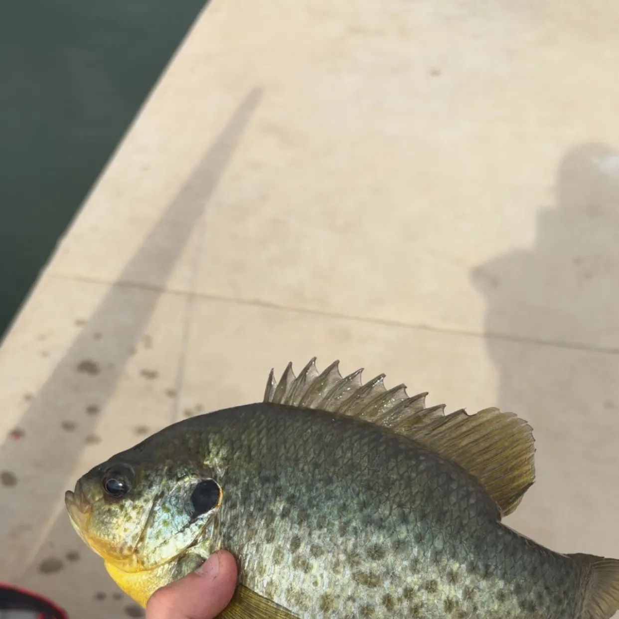 Redear sunfish caught on Fishbrain