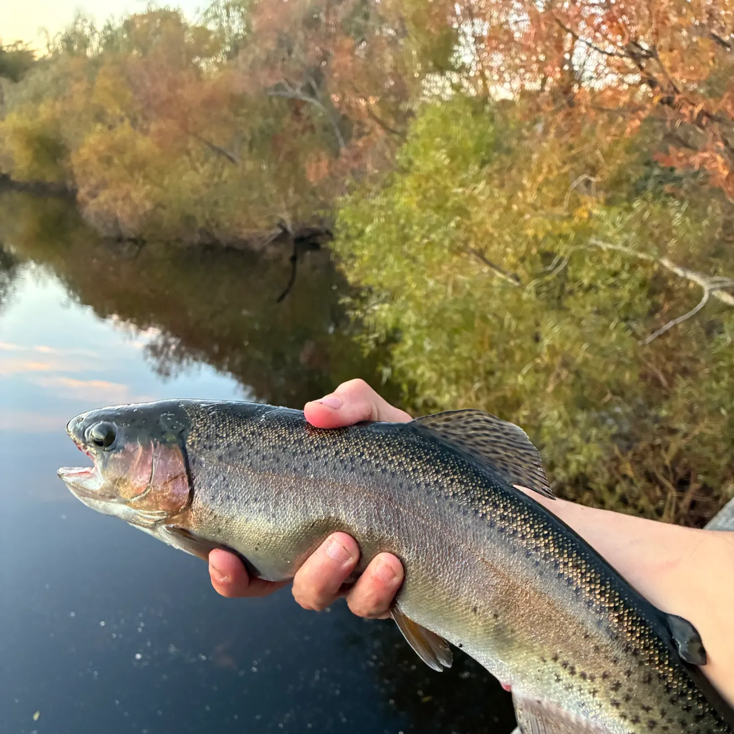 Rainbow trout caught on Fishbrain