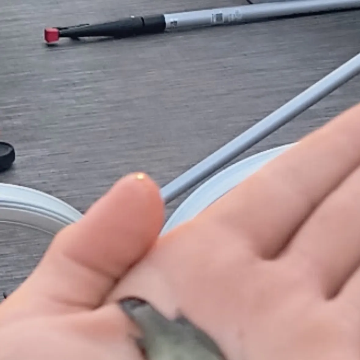 American gizzard shad caught on Fishbrain