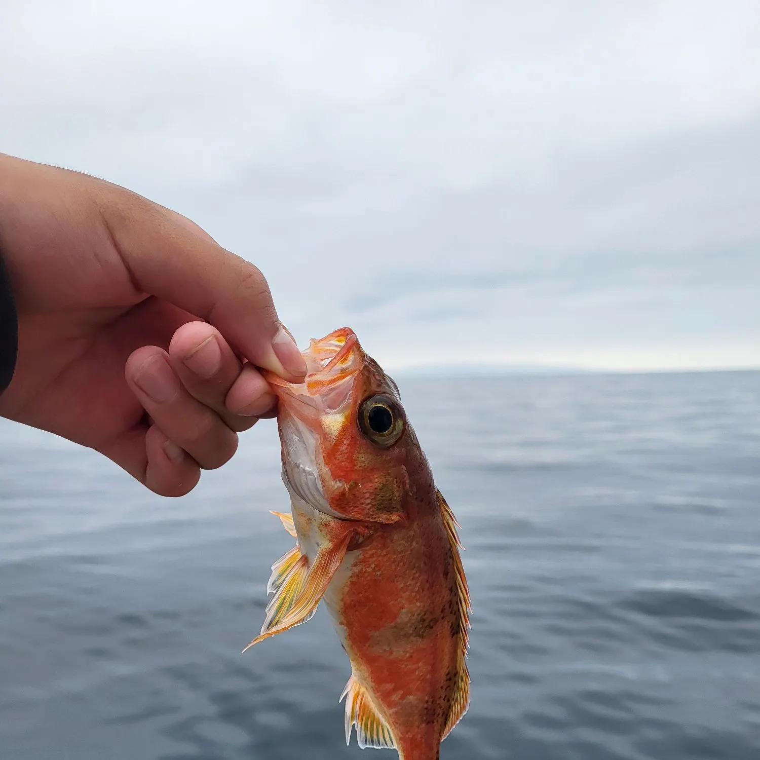 The most recent Halfbanded rockfish catches on Fishbrain
