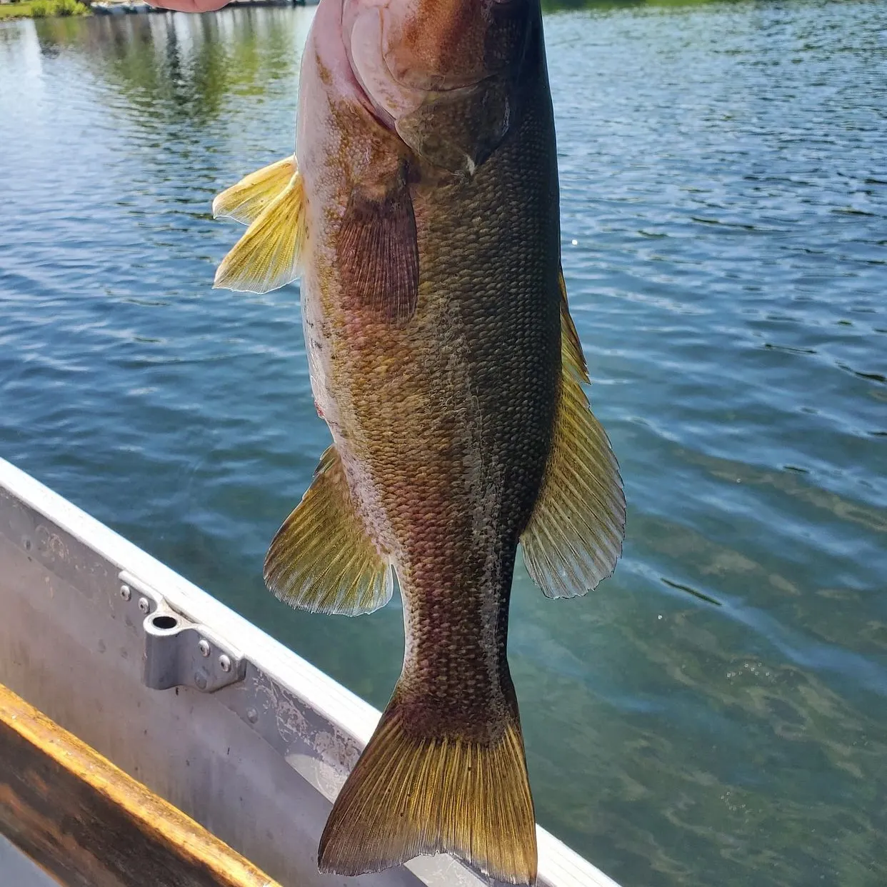 The most recent Smallmouth bass catches on Fishbrain