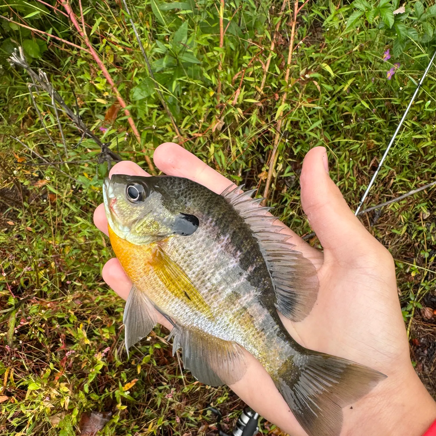 Bluegill caught on Fishbrain