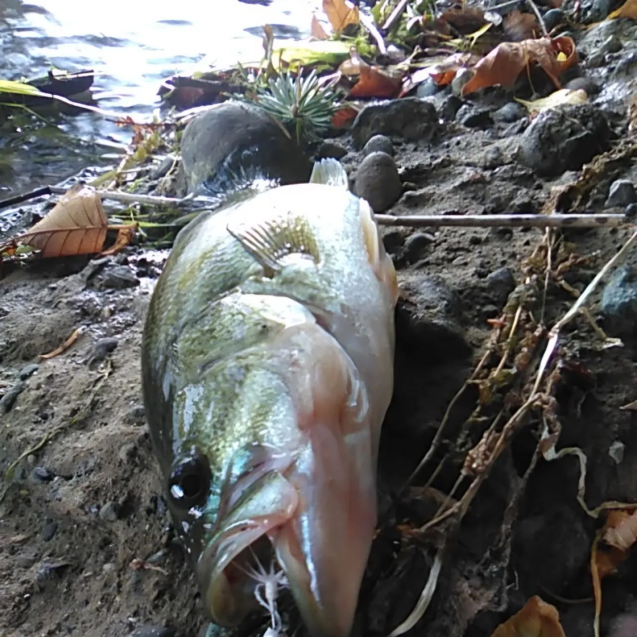 Largemouth bass caught on Fishbrain