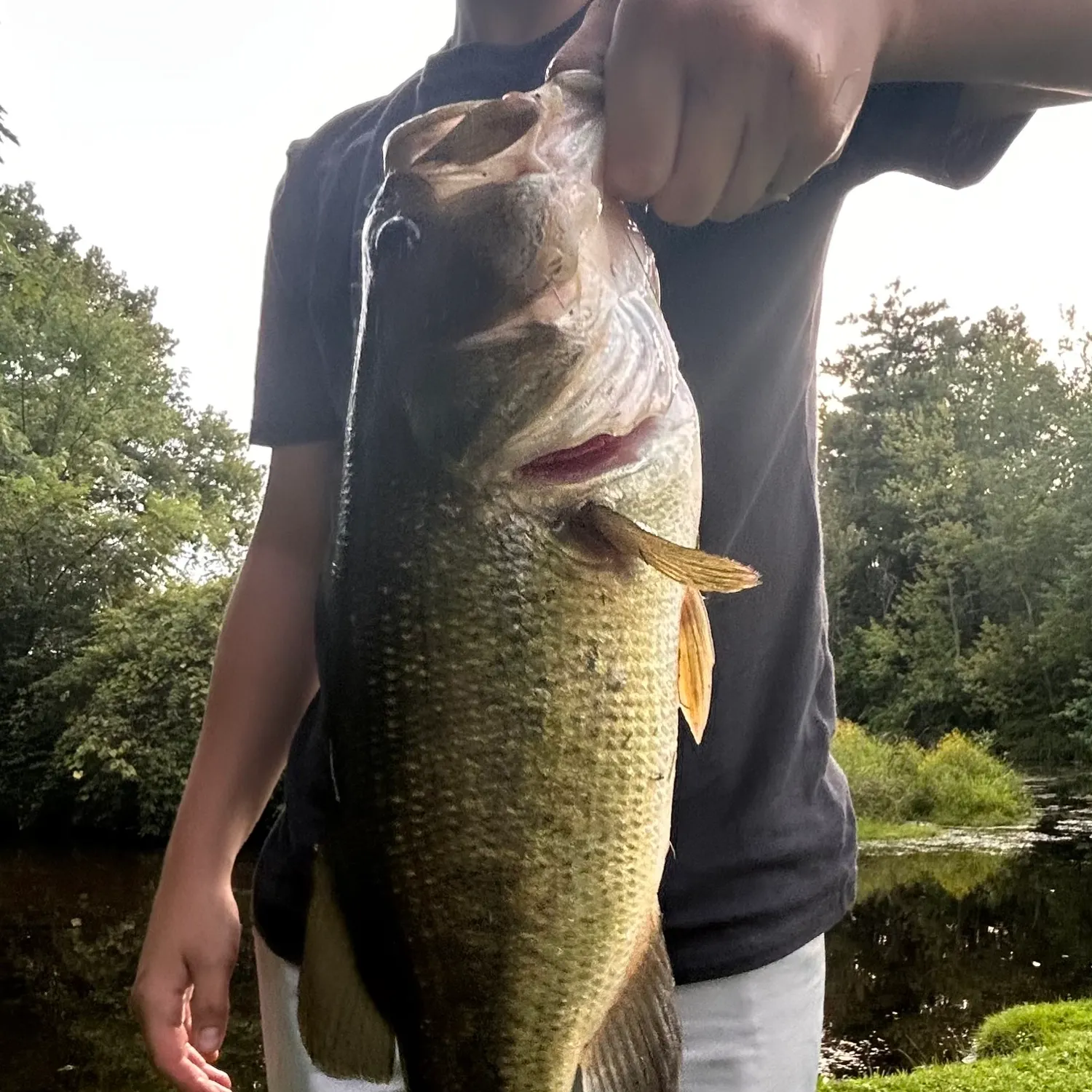 Largemouth bass caught on Fishbrain