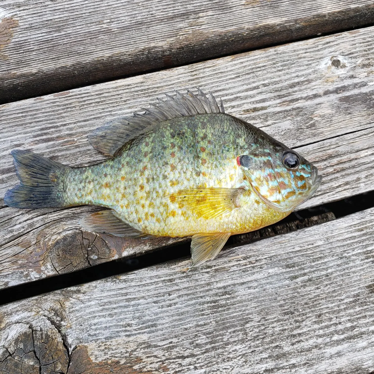 Pumpkinseed caught on Fishbrain