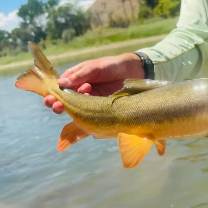 The most recent Flannelmouth sucker catches on Fishbrain
