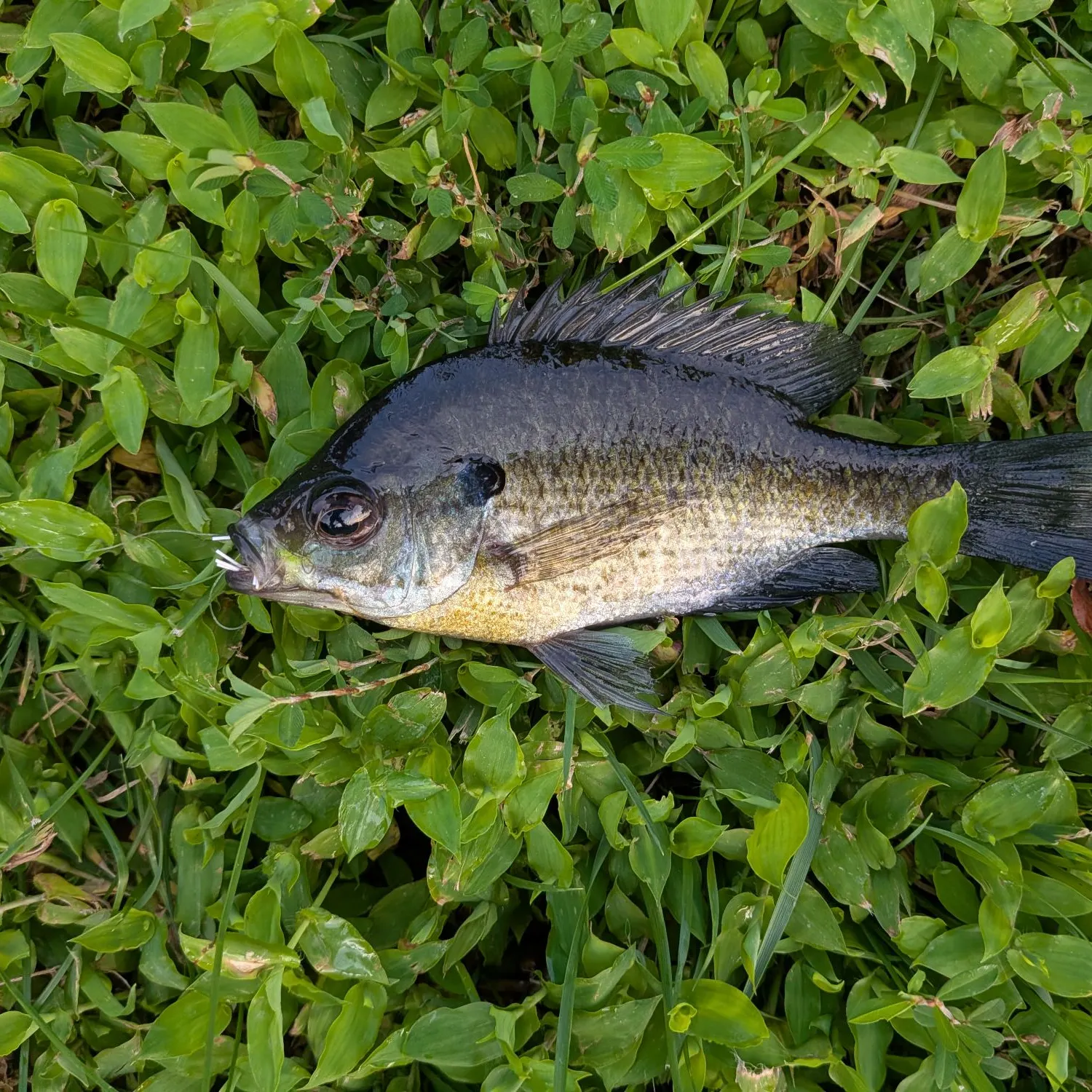 Bluegill caught on Fishbrain
