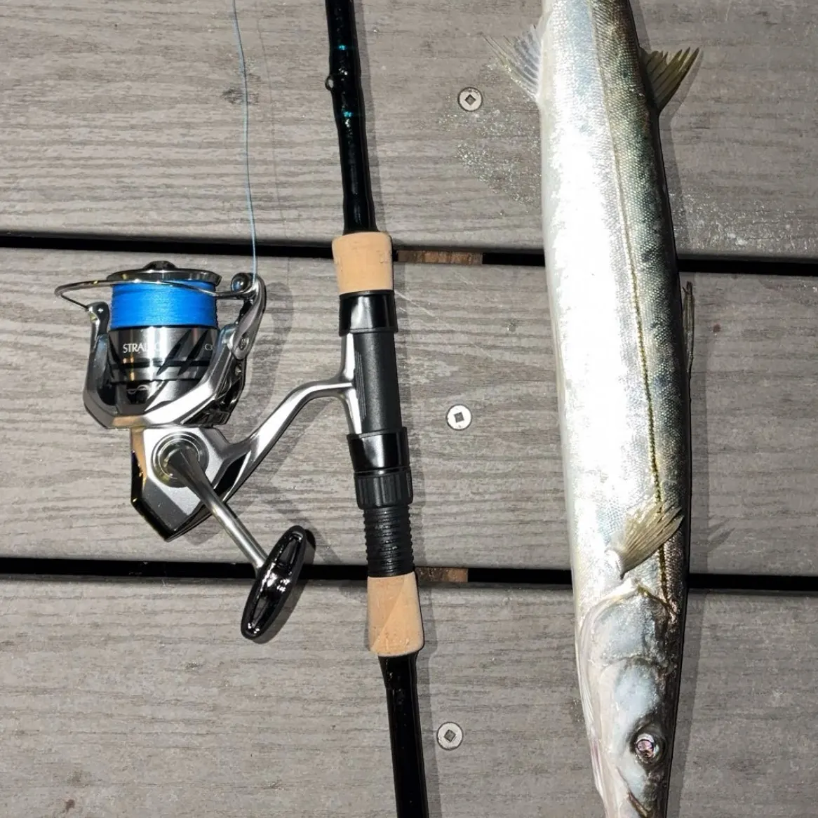 The most recent Pacific barracuda catches on Fishbrain