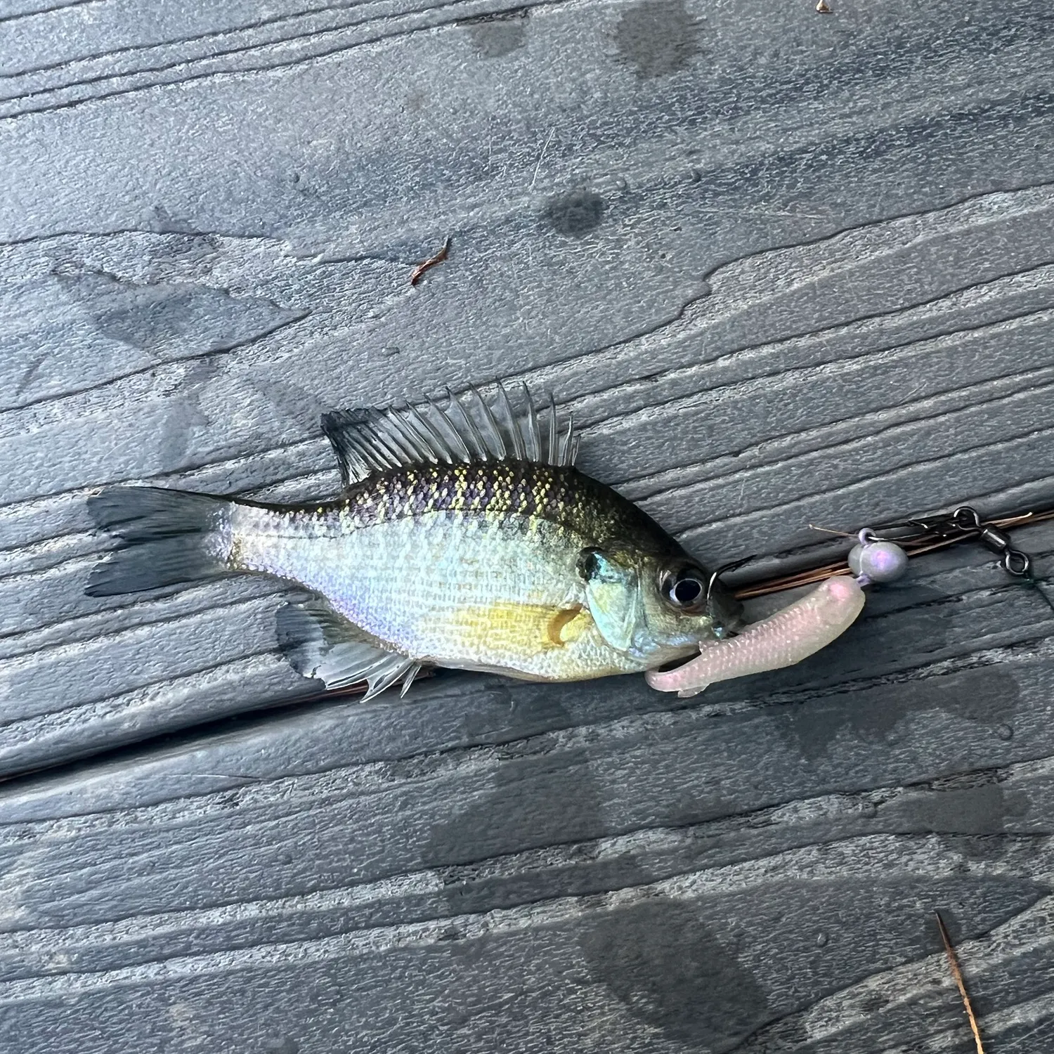 Bluegill caught on Fishbrain