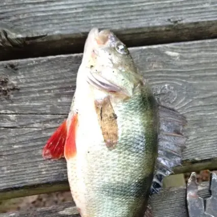 European perch caught on Fishbrain