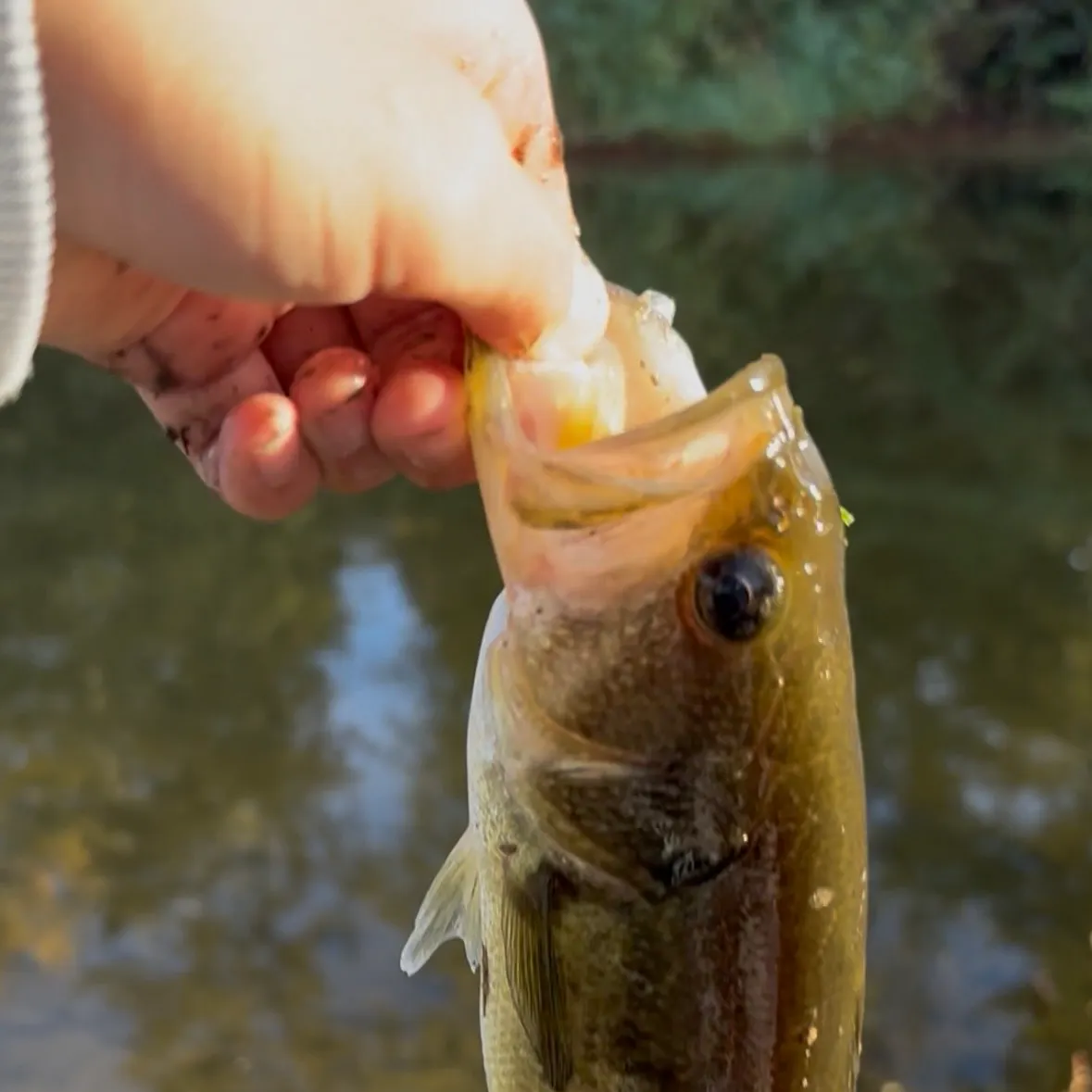 Largemouth bass caught on Fishbrain