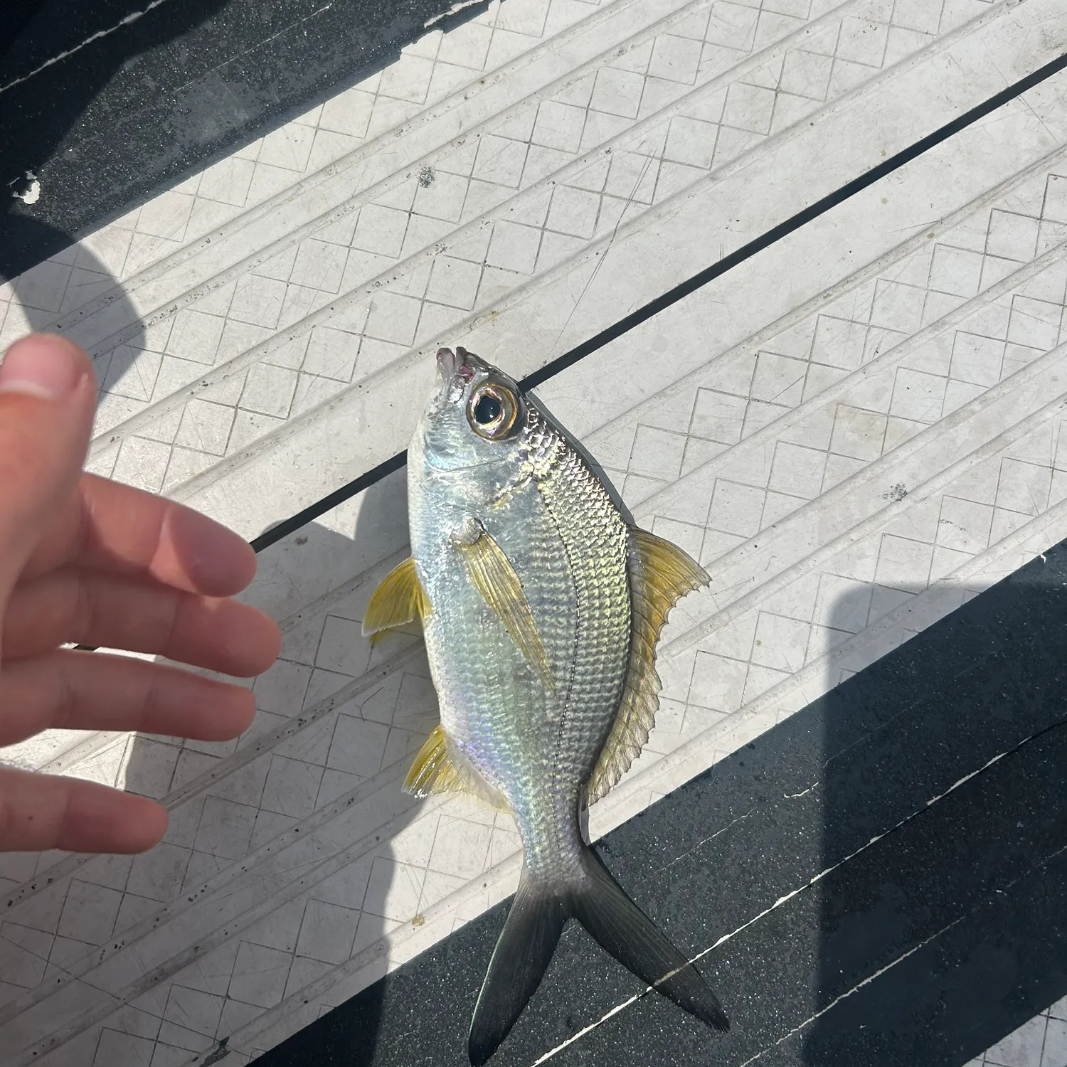 The most recent Yellowfin mojarra catches on Fishbrain