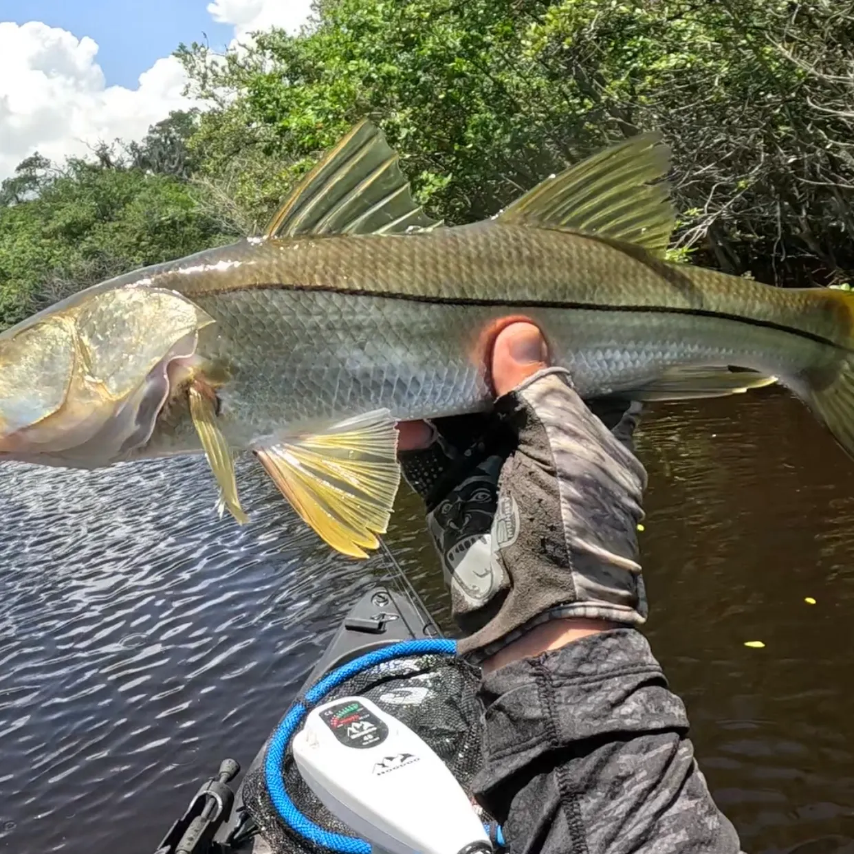 The most recent Common snook catches on Fishbrain
