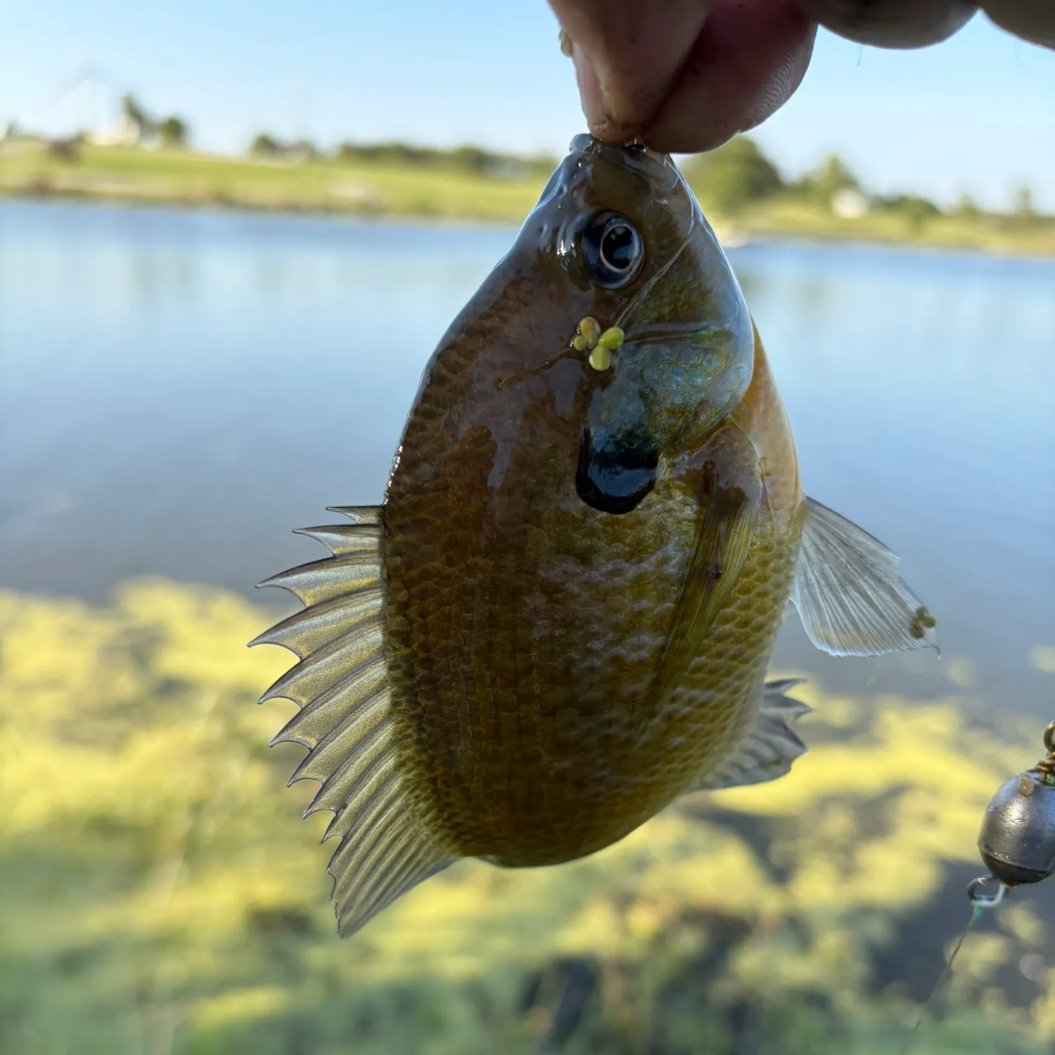 Bluegill caught on Fishbrain