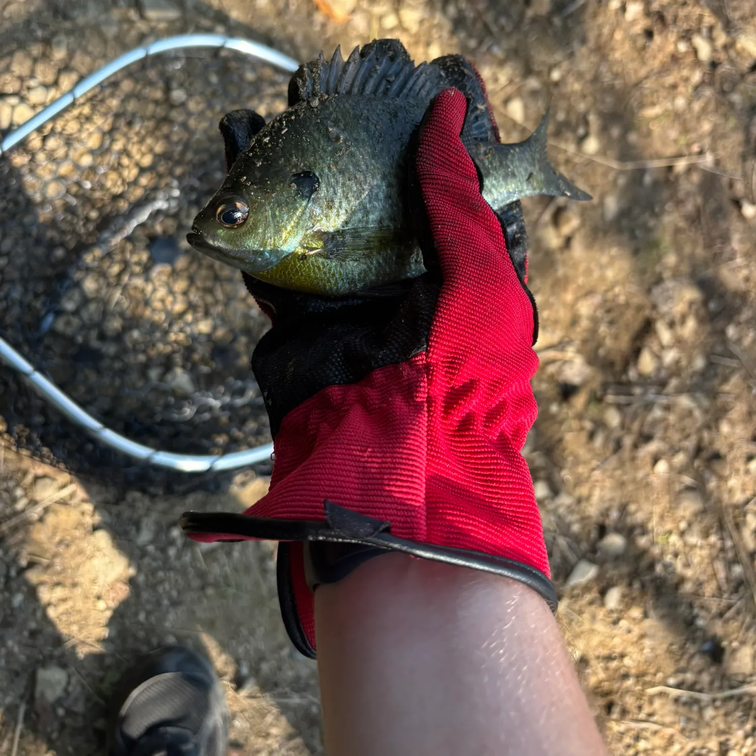 Bluegill caught on Fishbrain