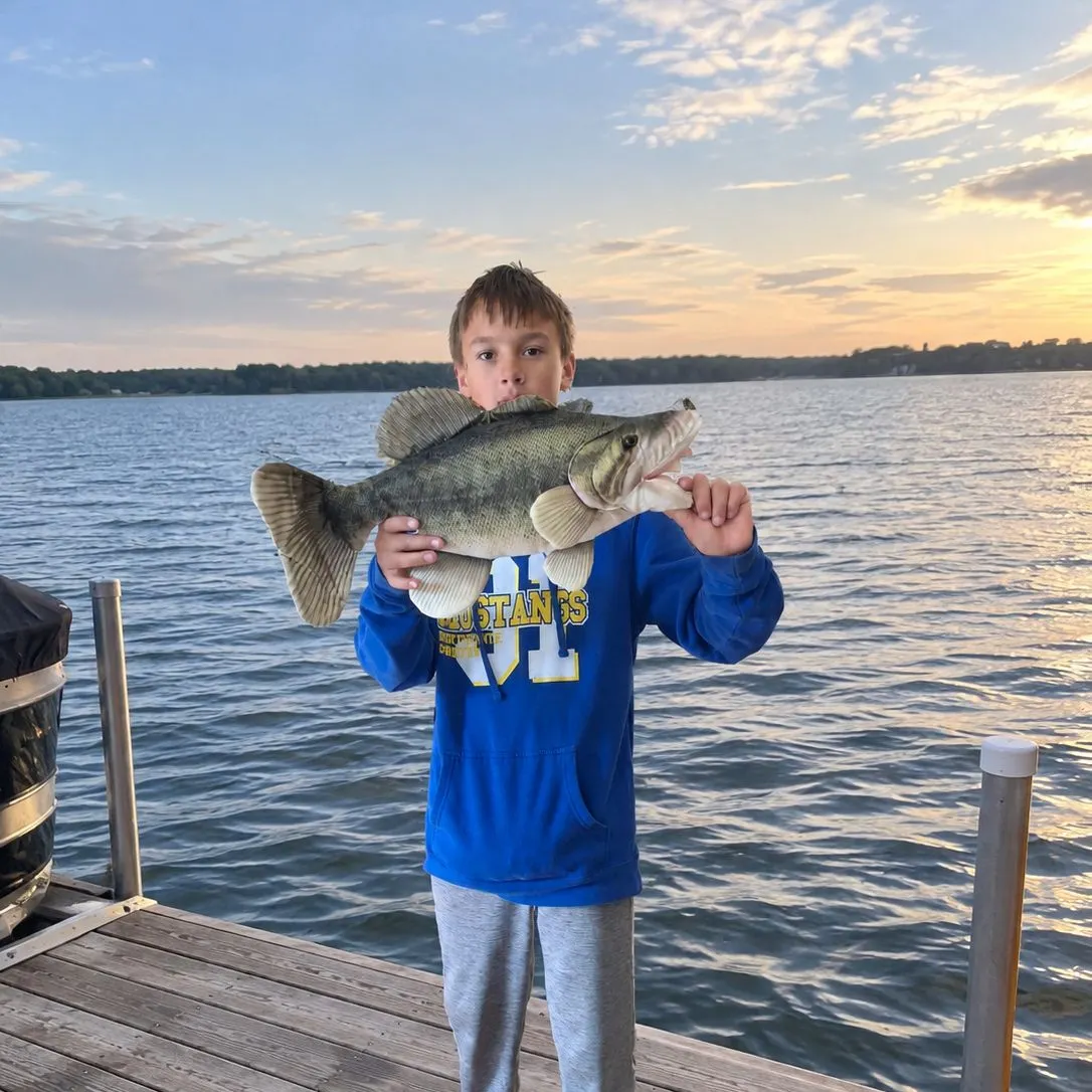 Largemouth bass caught on Fishbrain