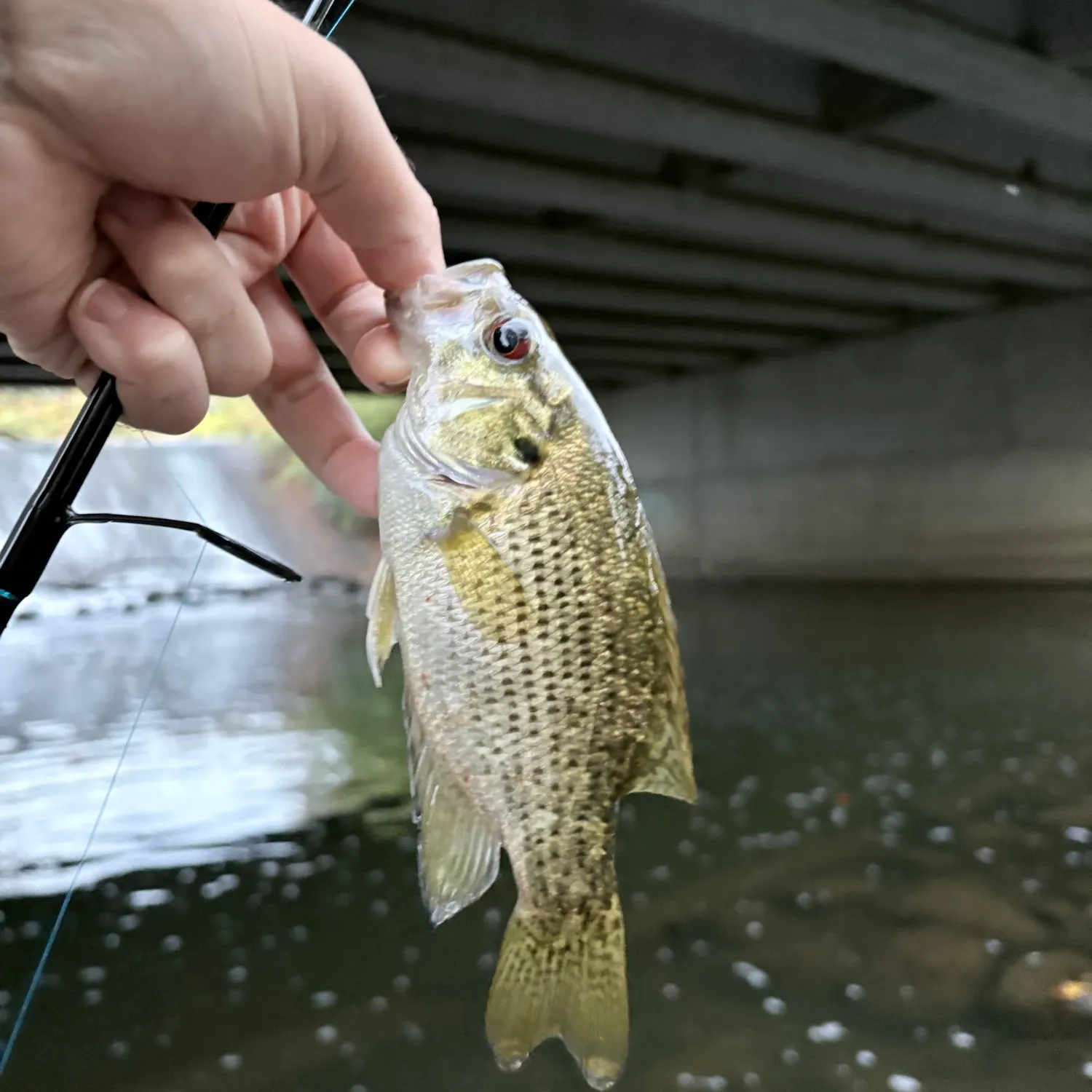 Rock bass caught on Fishbrain