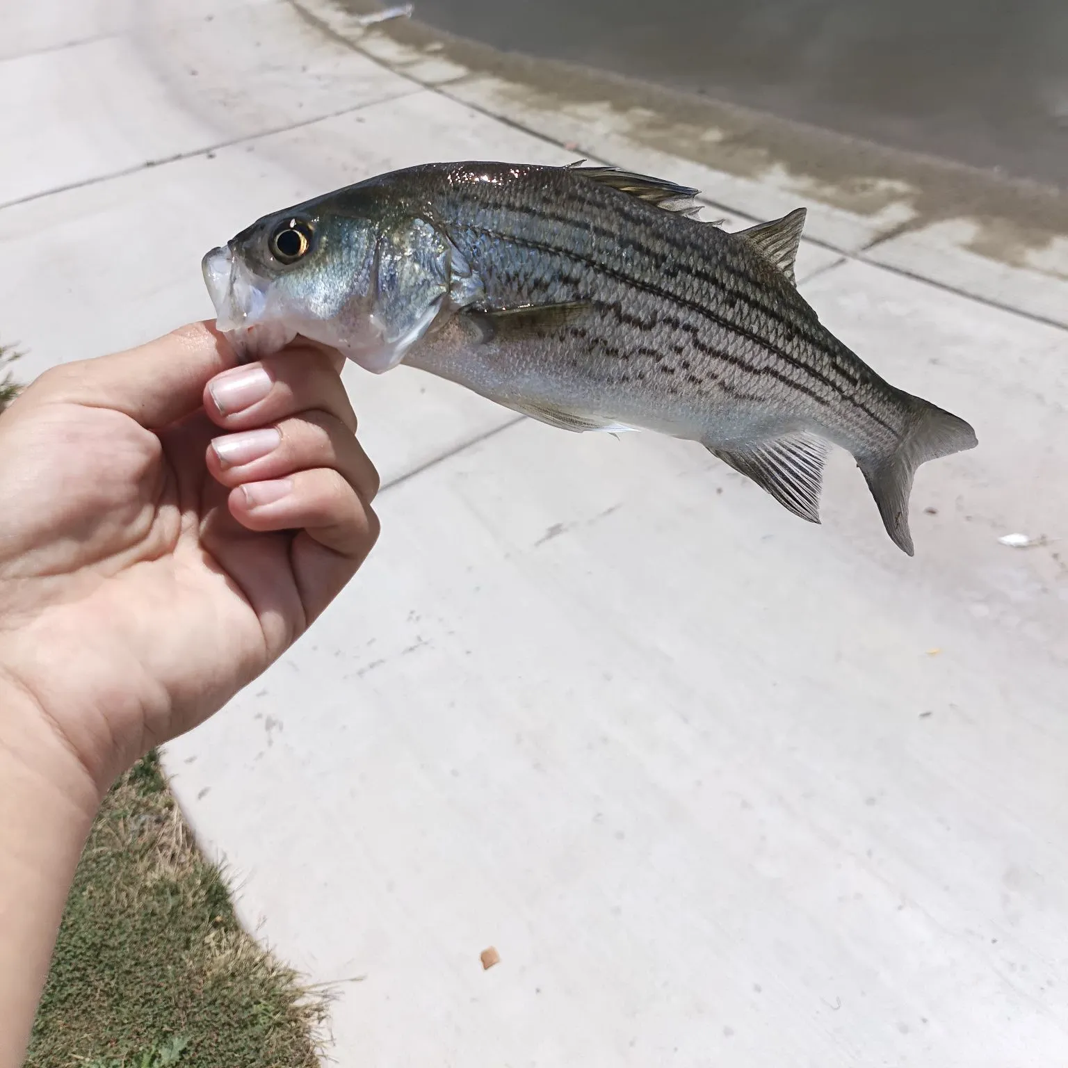 Wiper caught on Fishbrain