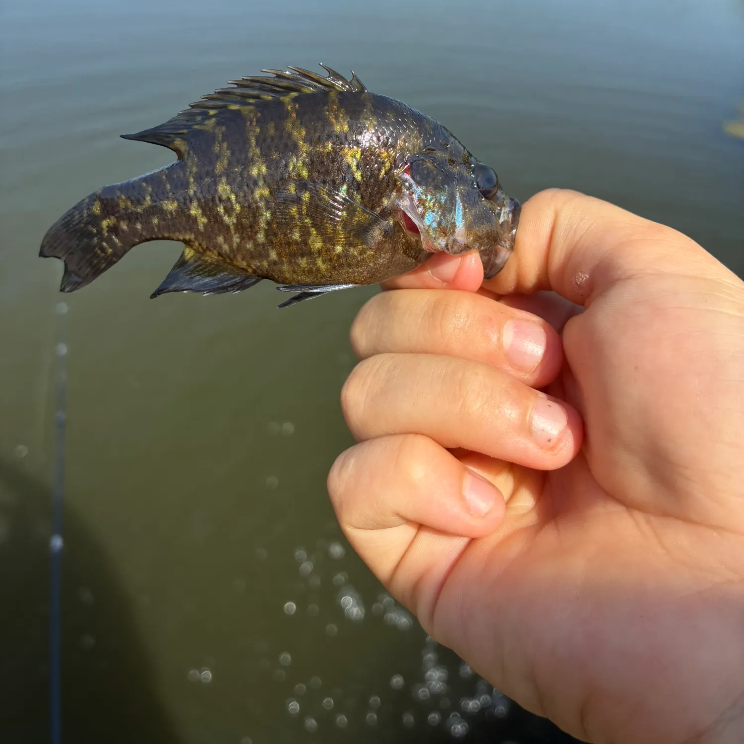 Warmouth caught on Fishbrain