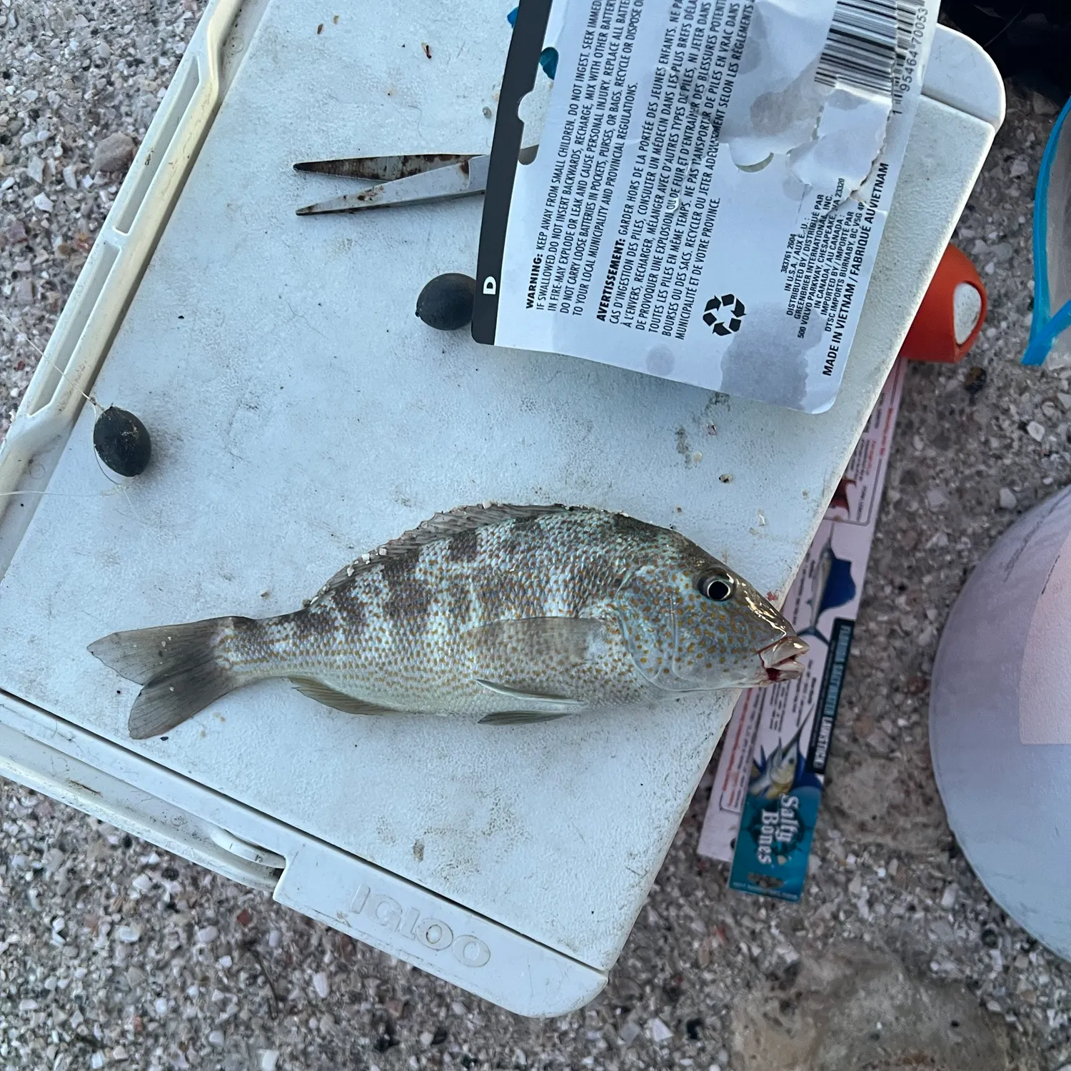 The most recent Pigfish catches on Fishbrain