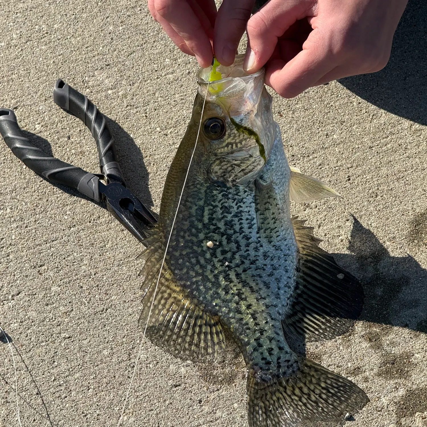 catch