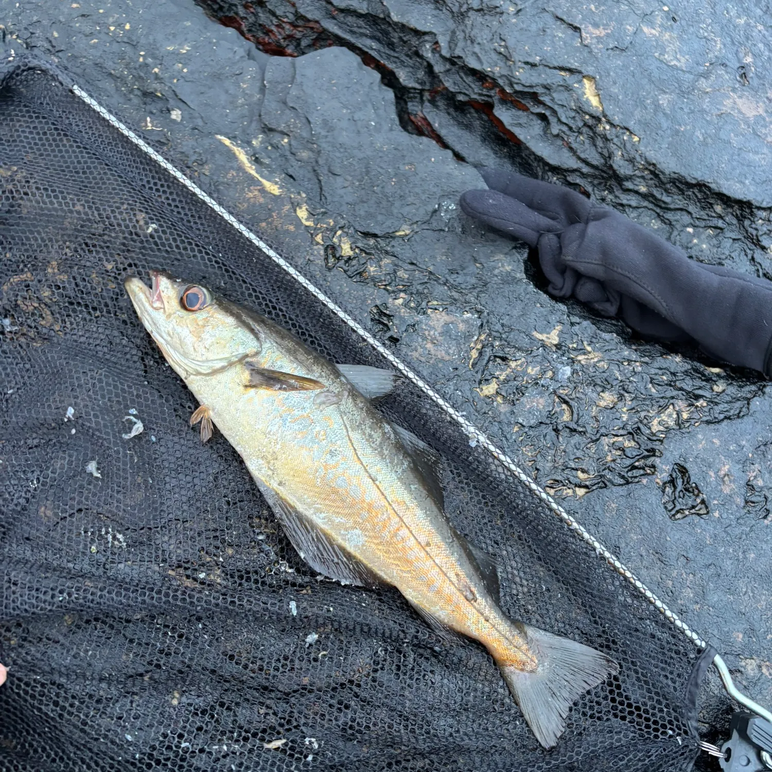 The most recent Pollack catches on Fishbrain