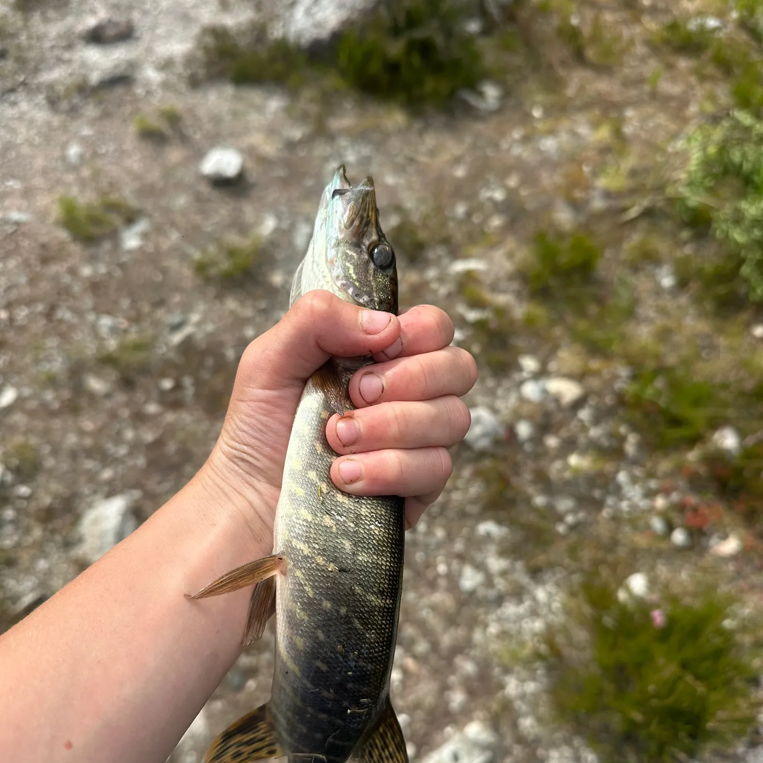 Northern pike caught on Fishbrain