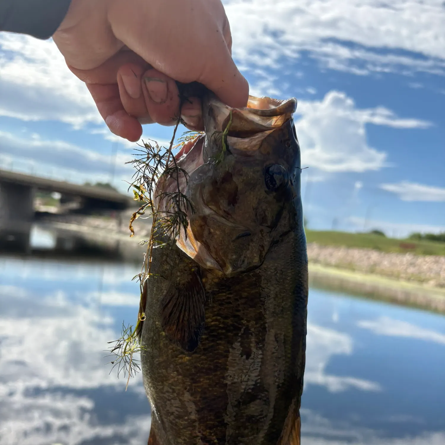 Smallmouth bass caught on Fishbrain