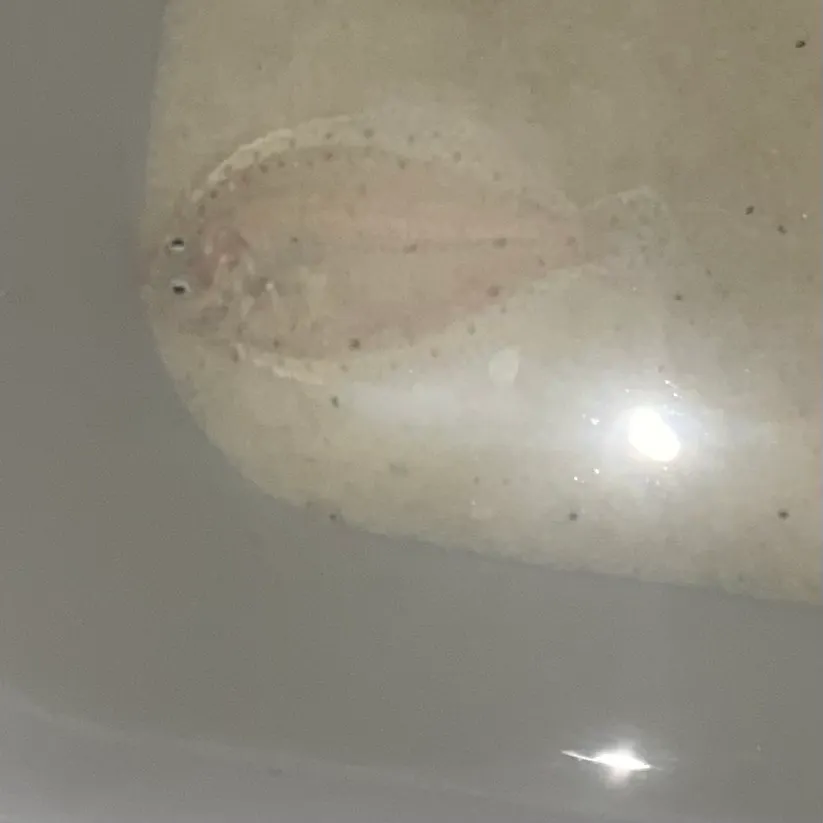 Southern flounder caught on Fishbrain