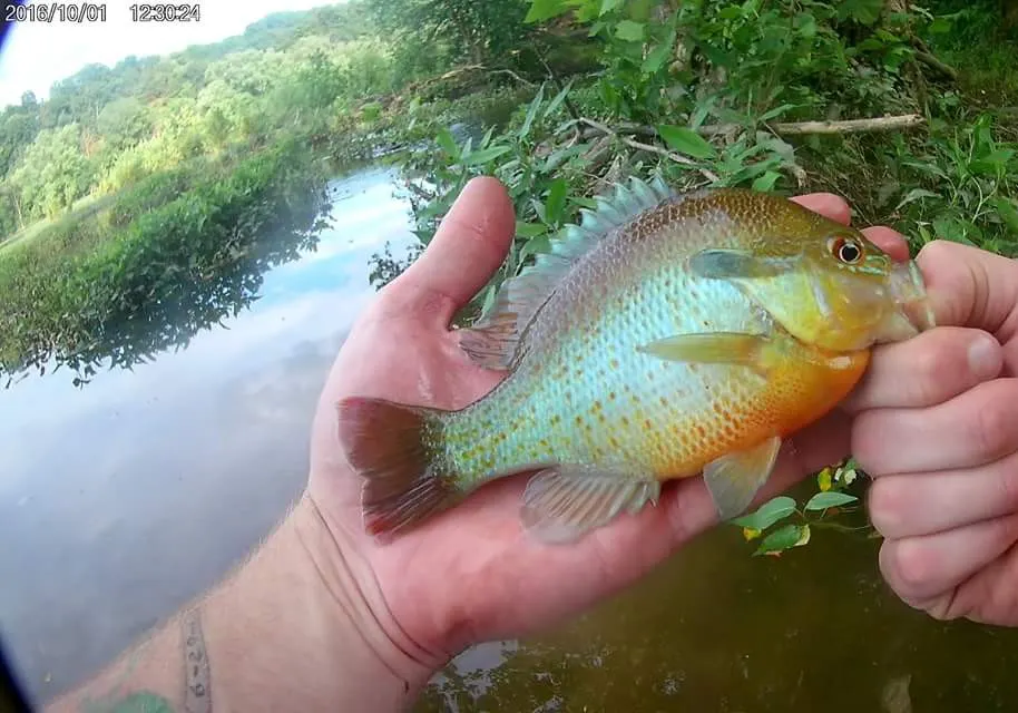 Redbreast sunfish