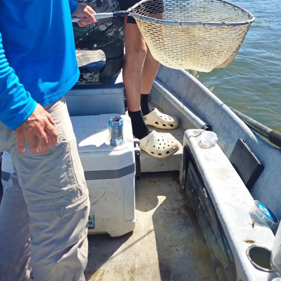 The most recent Mountain whitefish catches on Fishbrain