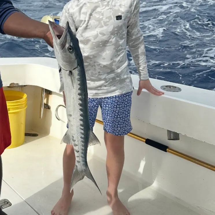 The most recent Great barracuda catches on Fishbrain