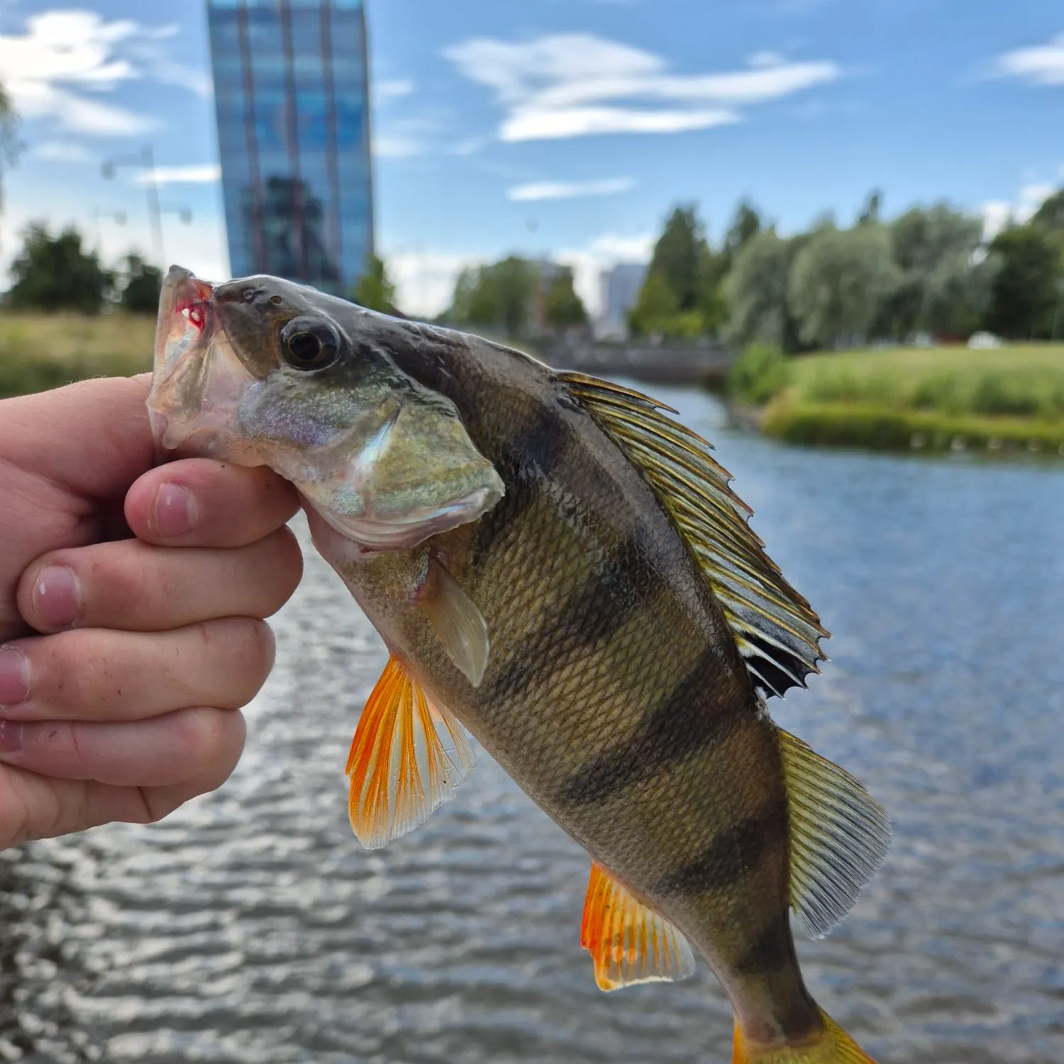 catch