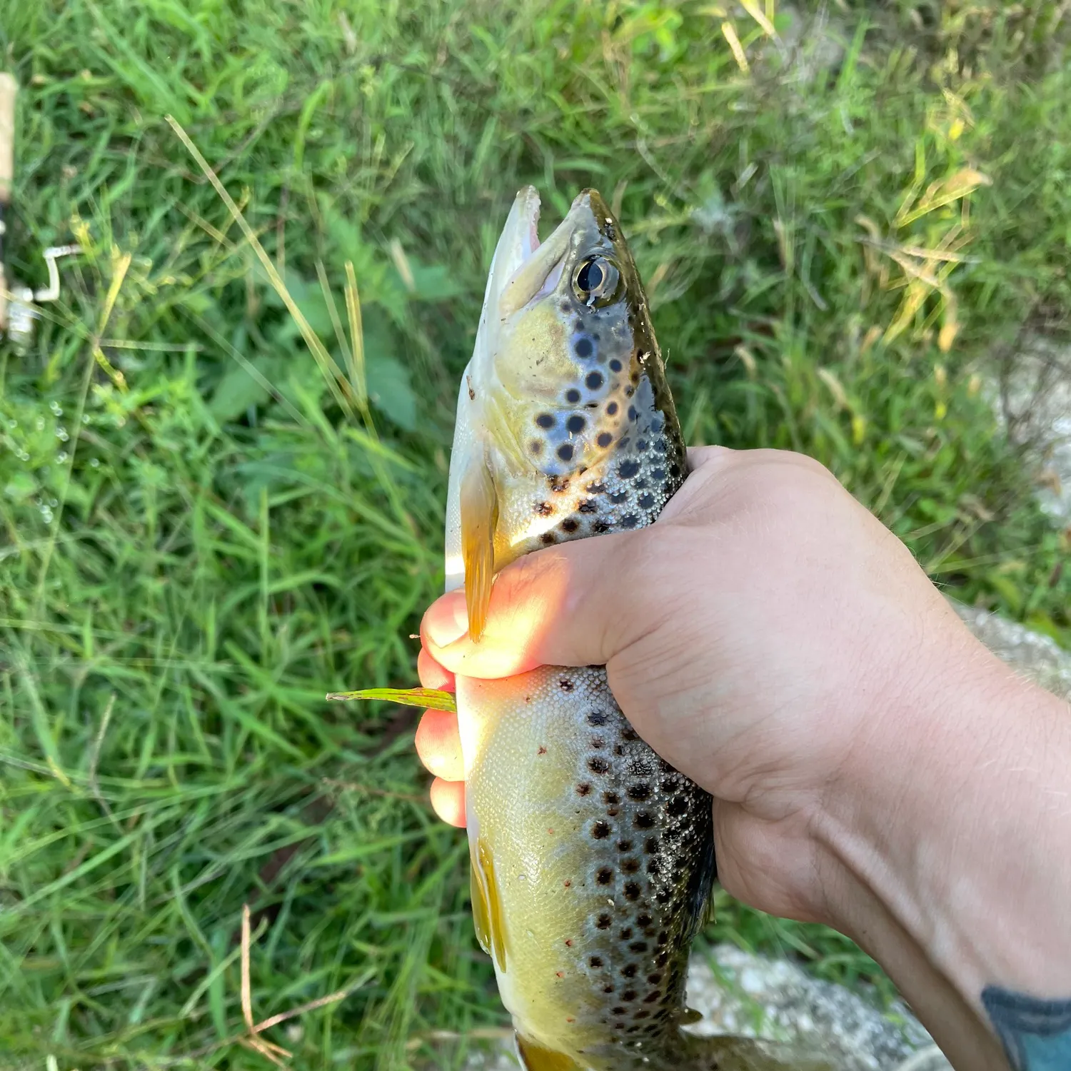 Brown trout caught on Fishbrain
