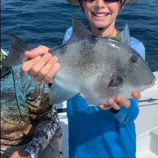 The most recent Grey triggerfish catches on Fishbrain