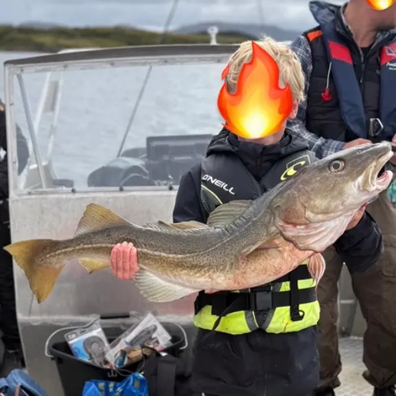 Atlantic cod caught on Fishbrain