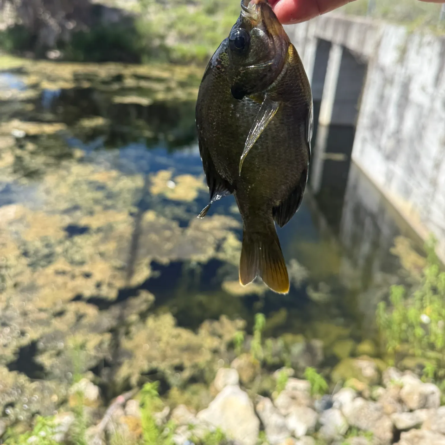 Bluegill caught on Fishbrain