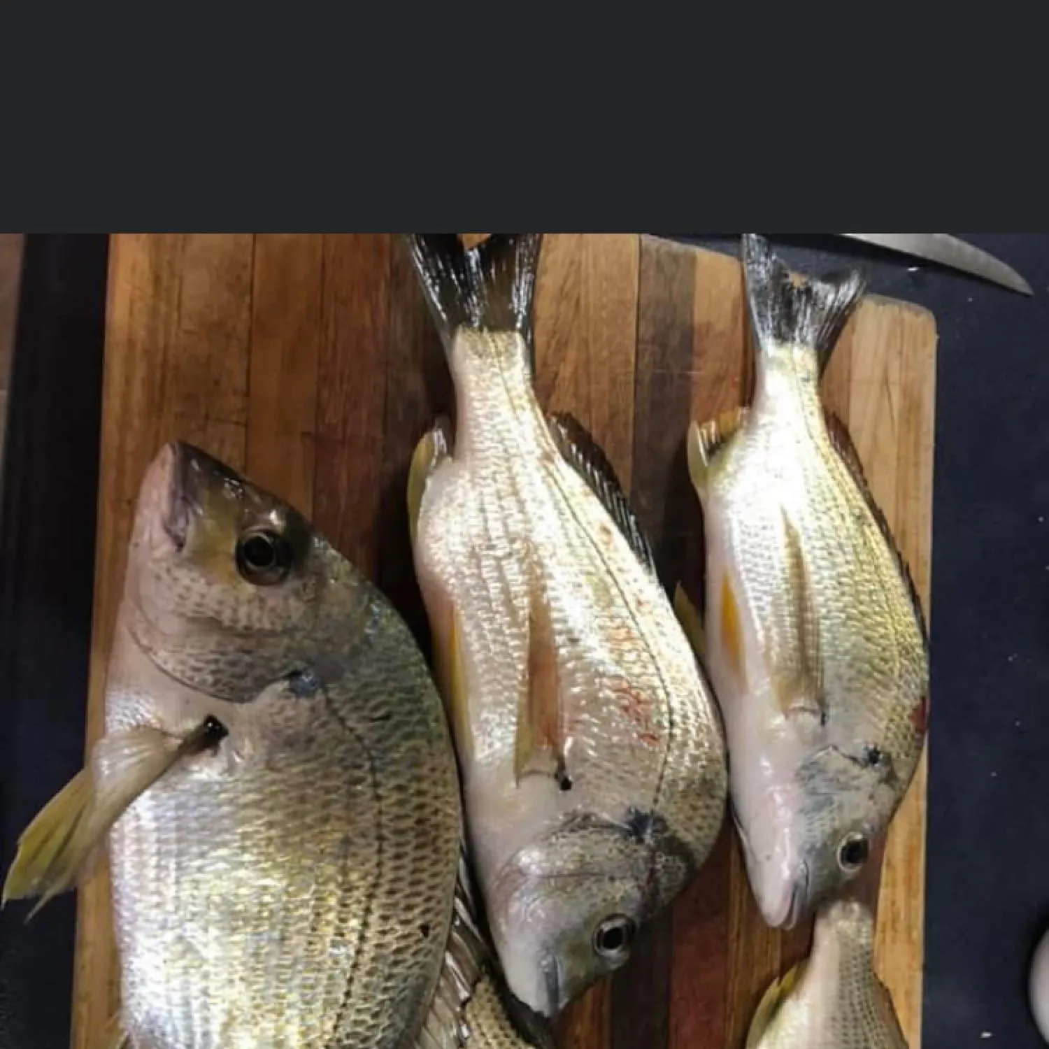 recently logged catches