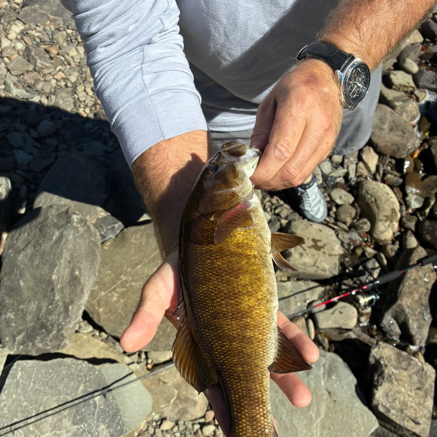 Smallmouth bass caught on Fishbrain