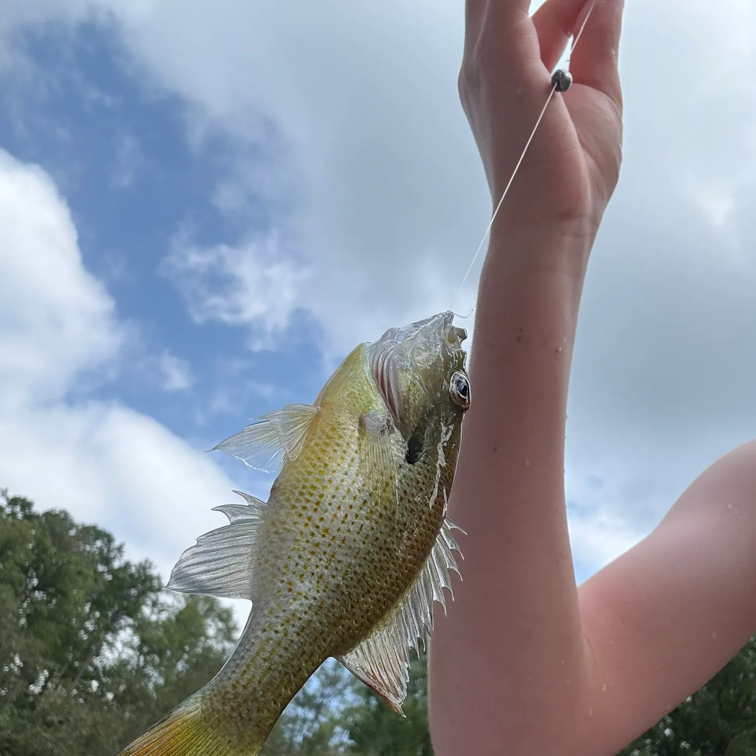 Redbreast sunfish caught on Fishbrain