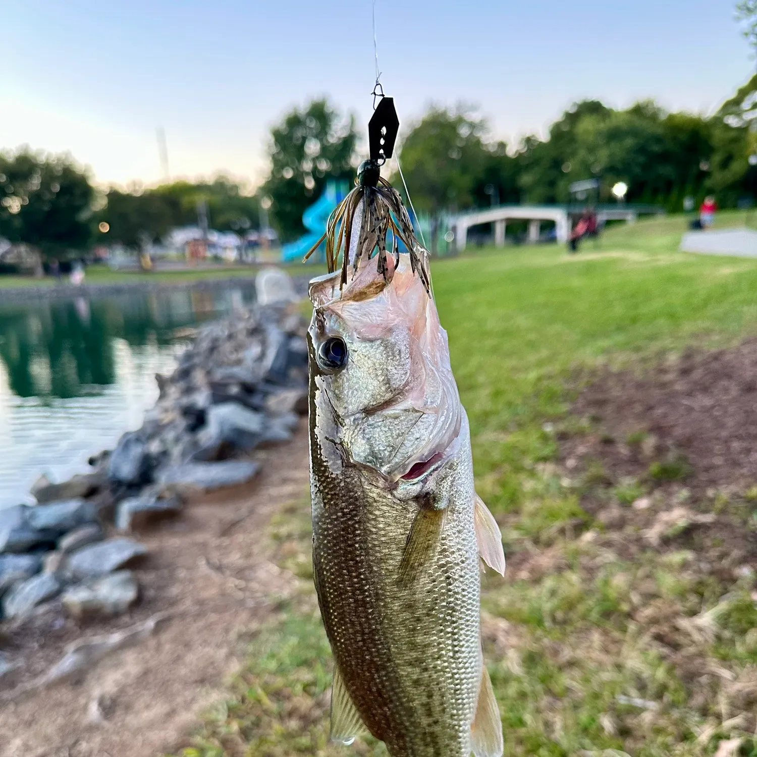 Largemouth bass caught on Fishbrain