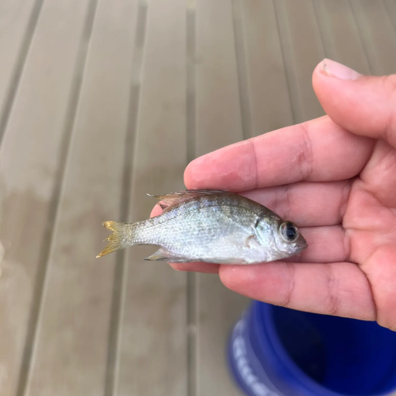 Bluegill caught on Fishbrain