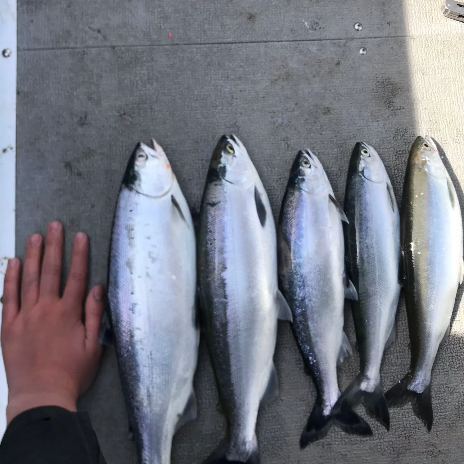 recently logged catches