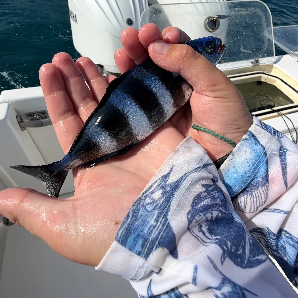 The most recent Pilotfish catches on Fishbrain