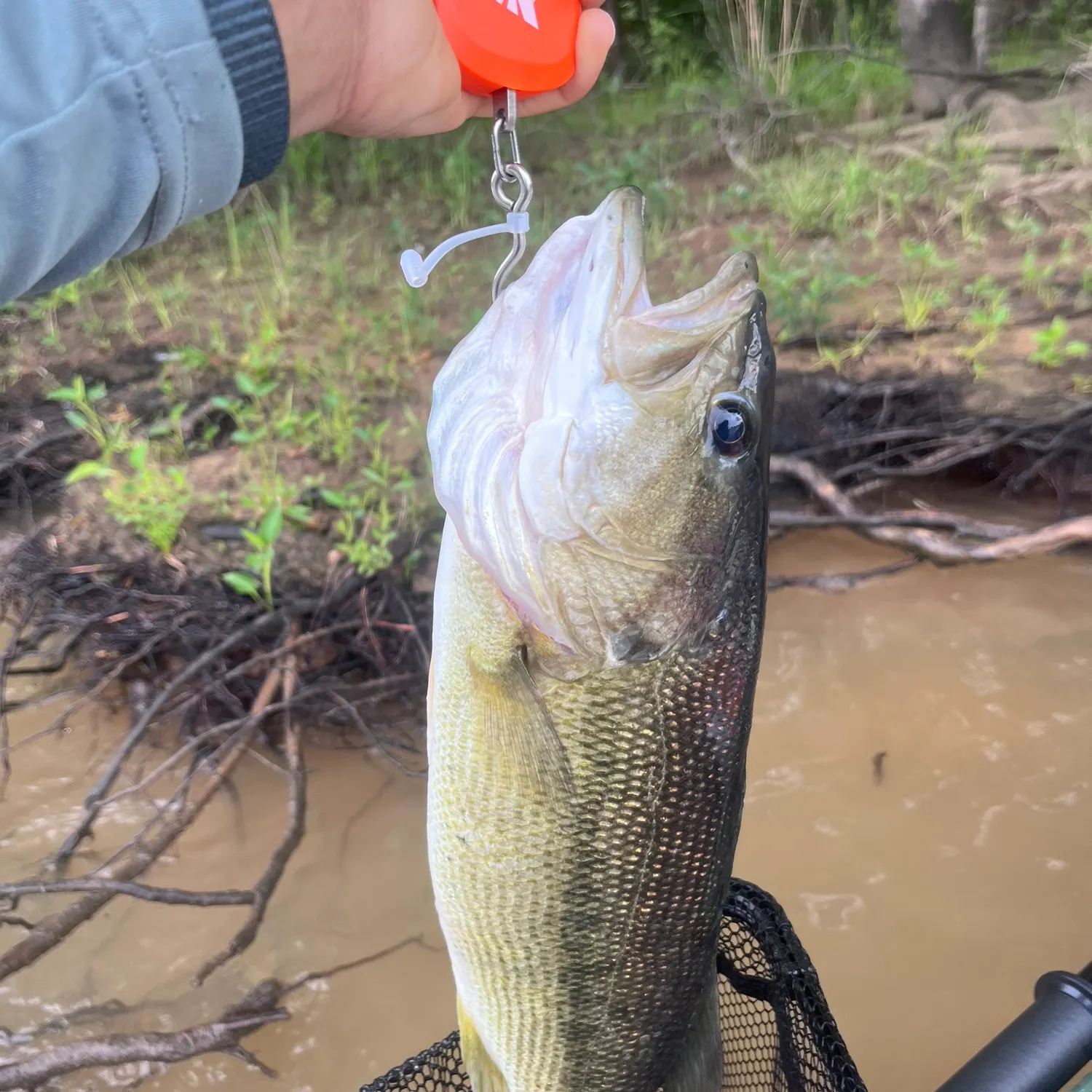 most liked catch image