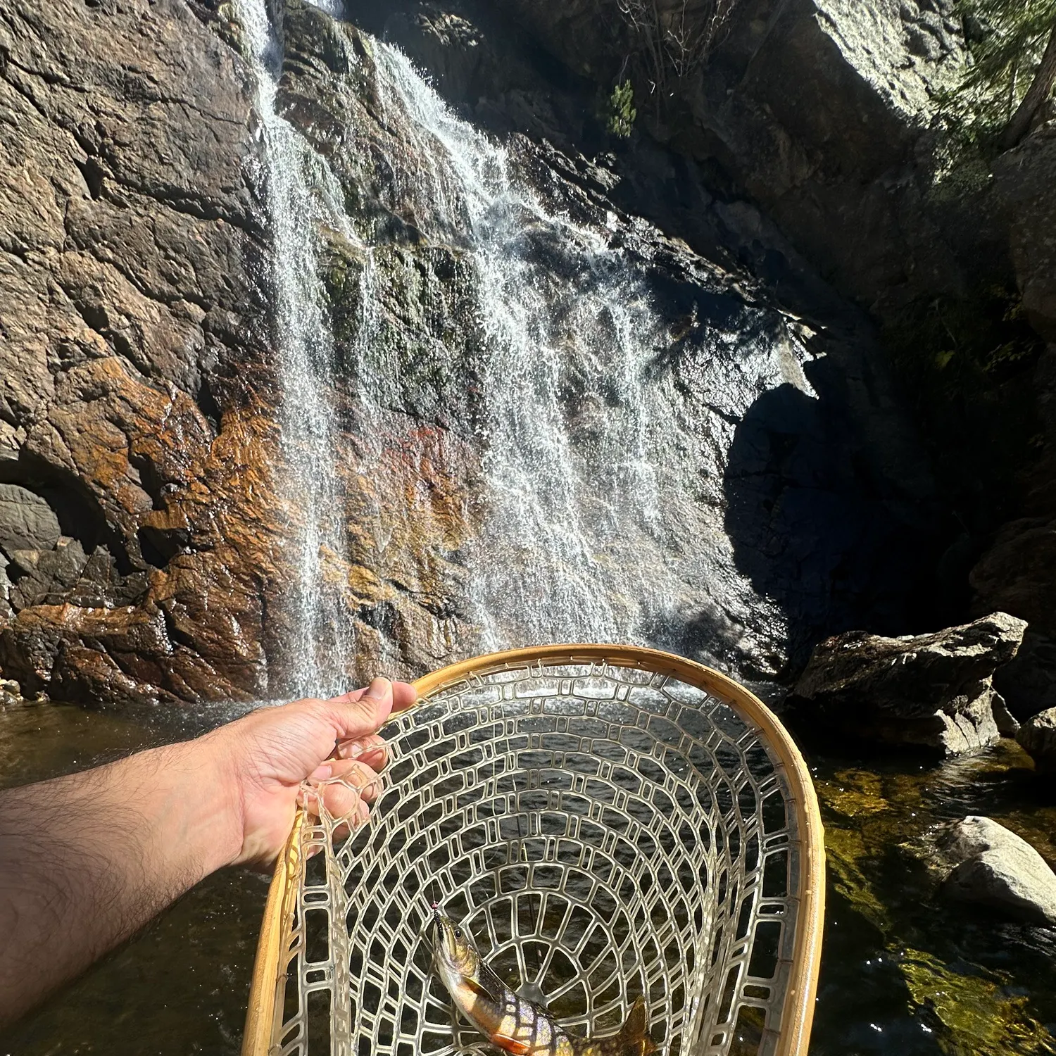 Brook trout caught on Fishbrain