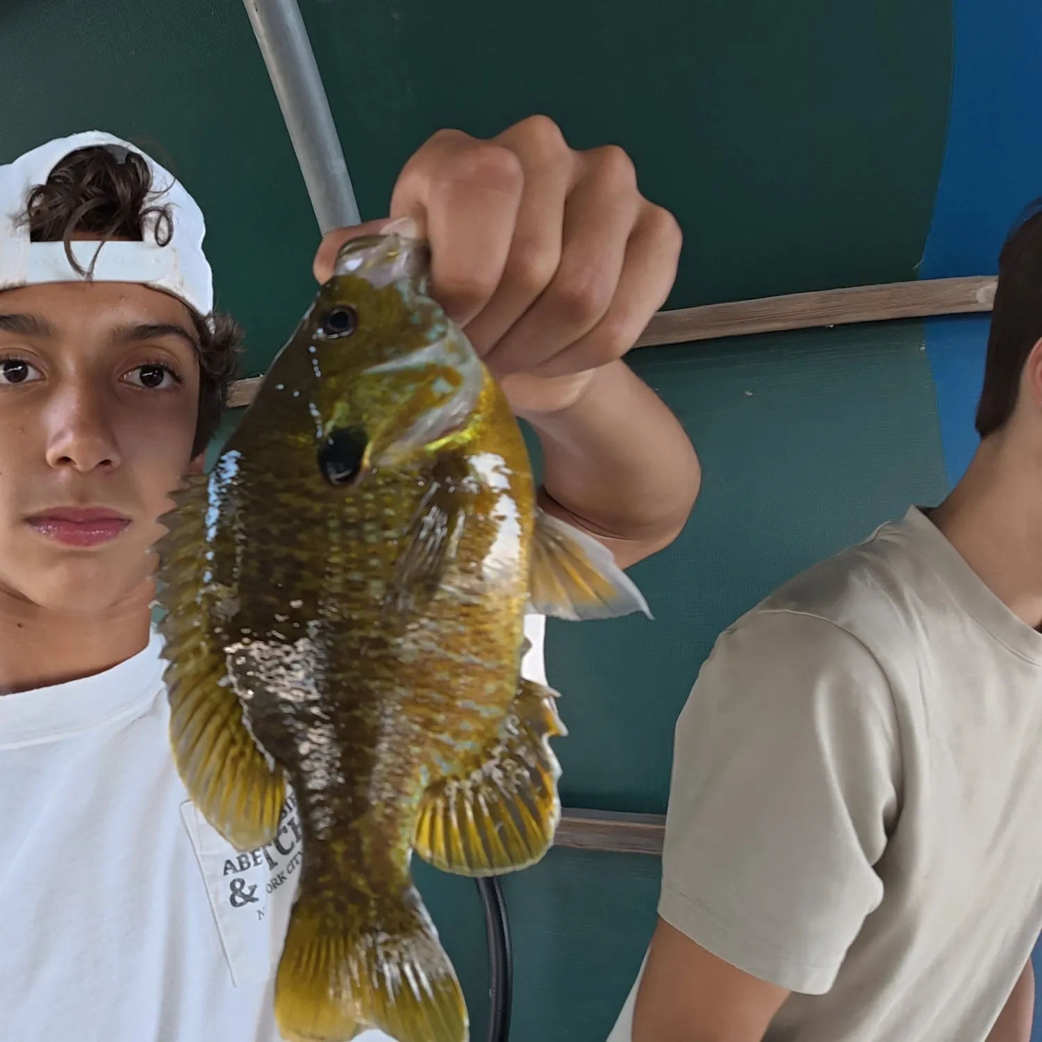 Greengill hybrid caught on Fishbrain