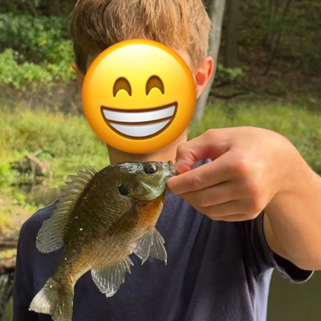 Bluegill caught on Fishbrain
